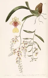 Oncidium Raniferum